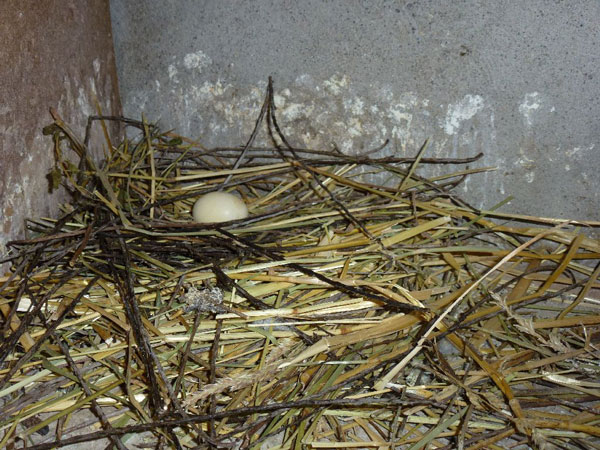 Das Nest einer Zuchttaube