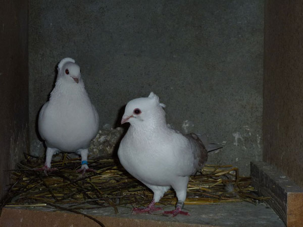 Tauben-Paar