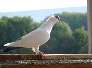 : Blaue Kalotte mit Muschelhaube