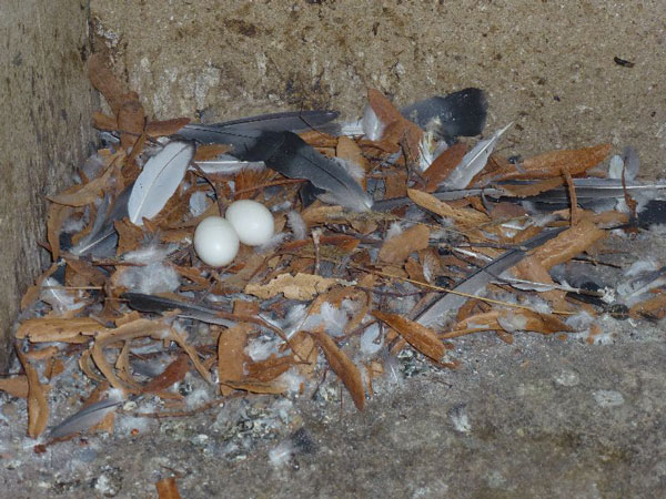 Nest einer Strassentaube