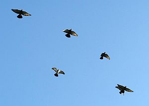 flug1