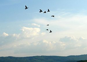 flug2