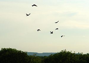 flug3