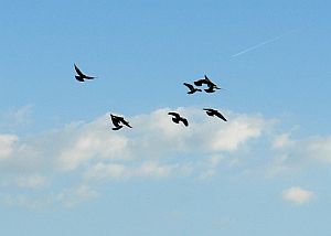 flug4